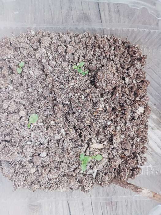 Фотография покупателя товара Семена цветов Примула "Эрфуртские великаны", ц/п, серия Устойчив к заморозкам, 20 шт - Фото 10