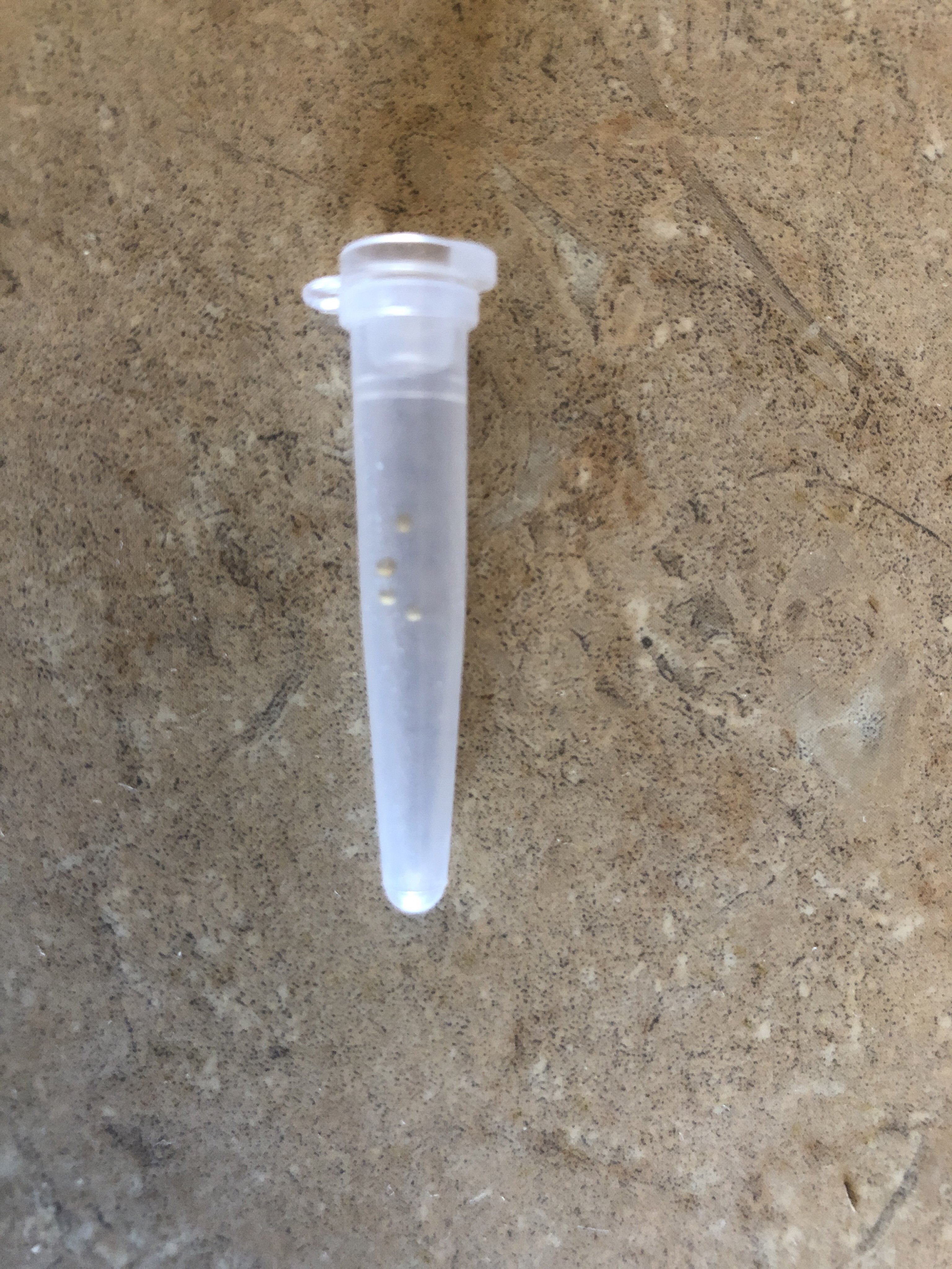 Фотография покупателя товара Семена цветов Бегония "Огненный фонтан", ц/п,  F1, серия Русский богатырь, гранулы, 4 шт - Фото 2