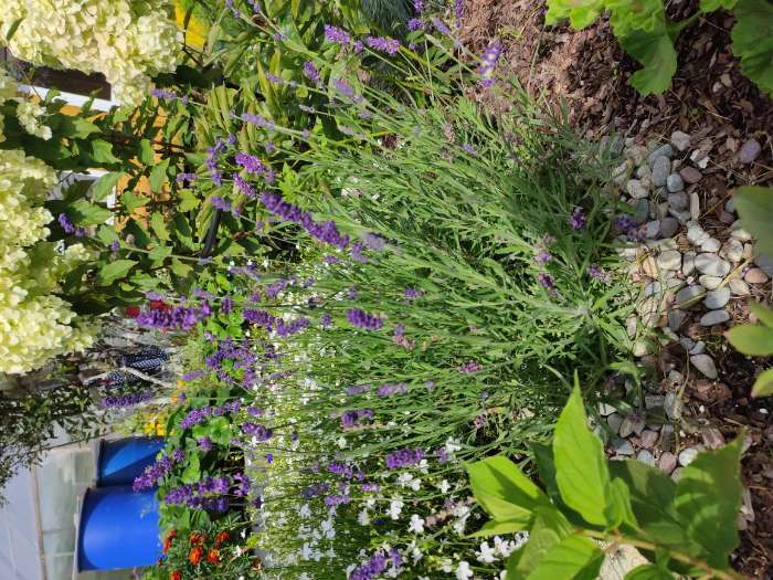 Фотография покупателя товара Семена цветов Лаванда "Пурпурный колос", узколистная, Сем. Алт, ц/п, 5 шт - Фото 2