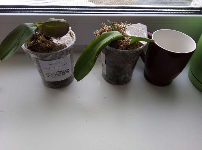 Фотография покупателя товара Орхидея Фаленопсис SI3825,  без цветка (детка), горшок  2,5 дюйма