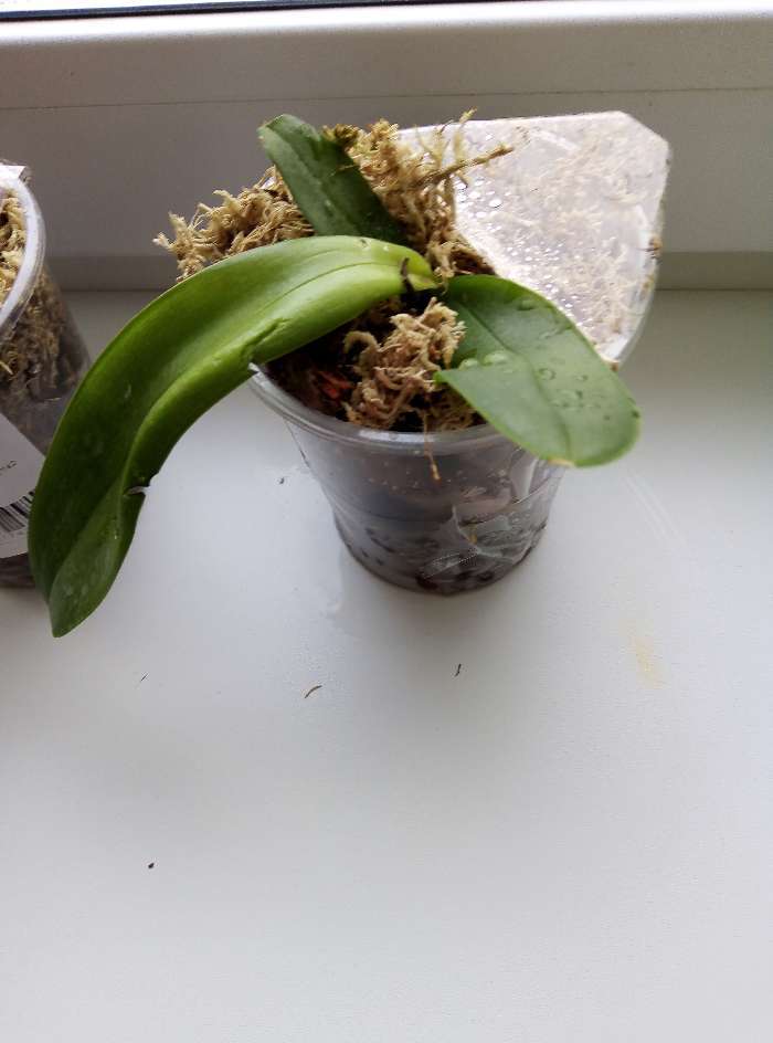 Фотография покупателя товара Орхидея Фаленопсис SI3825,  без цветка (детка), горшок  2,5 дюйма - Фото 8