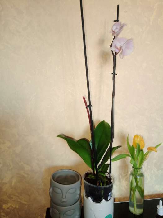 Фотография покупателя товара Кашпо «Многоликий» белое, 12×12×9 см - Фото 3