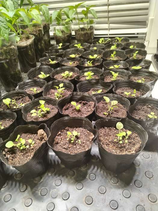 Фотография покупателя товара Пакет для рассады, 150 мл, d=7.5 см, h=8 см, полиэтилен, толщина 50 мкм, чёрный, Greengo - Фото 1