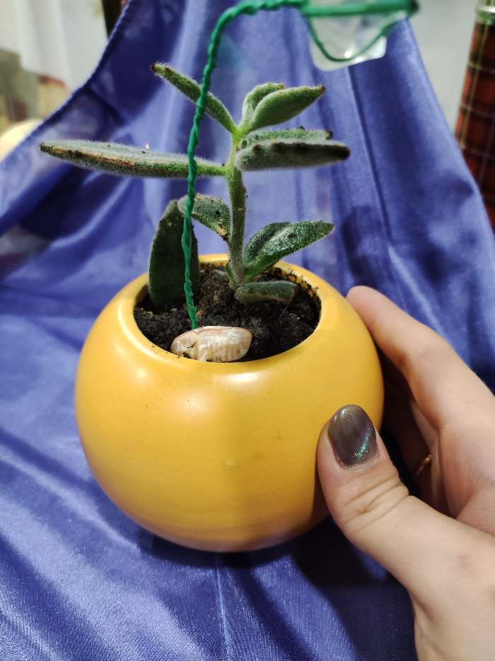 Фотография покупателя товара Кашпо "Апельсин" 11х9см, МИКС - Фото 1