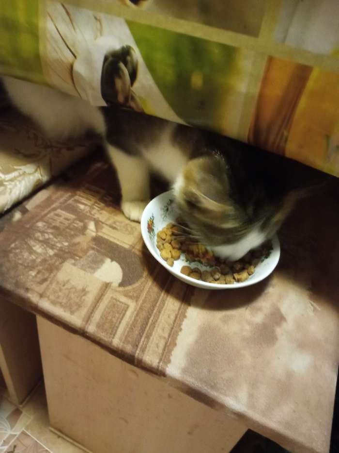 Фотография покупателя товара Сухой корм Tasty для взрослых кошек, курица, 10 кг