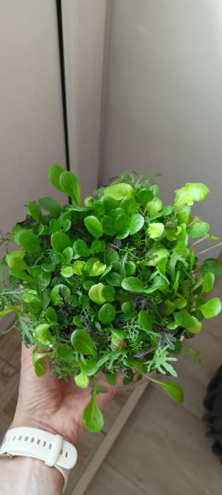 Фотография покупателя товара Семена Бэби салат "Греческое удовольствие" "Лидер", смесь, 0,5 г    , - Фото 1