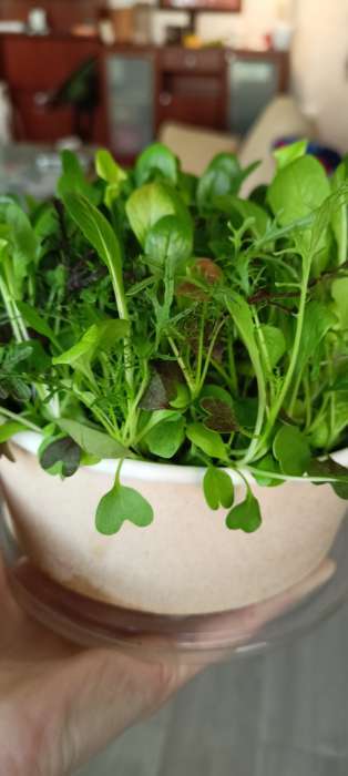 Фотография покупателя товара Семена Бэби салат "Греческое удовольствие" "Лидер", смесь, 0,5 г    , - Фото 2