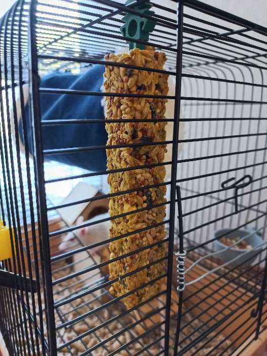 Фотография покупателя товара Зерновые палочки "Пижон" для грызунов, с фруктами, 2 шт, 106 г - Фото 1