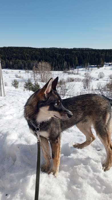 Фотография покупателя товара Ошейник - полуудавка металлический трехрядный, 50 см, толщина проволоки 2,5 мм - Фото 1