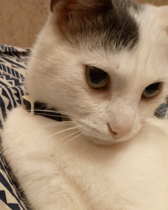 Фотография покупателя товара Биоошейник от паразитов "ПИЖОН" для кошек от блох и клещей, красный, 35 см - Фото 7