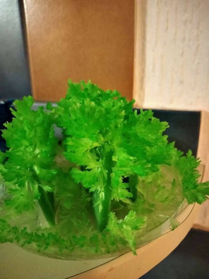 Фотография покупателя товара Набор для творчества «Лучистые кристаллы», цвет зелёный - Фото 3