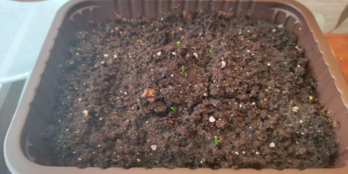 Фотография покупателя товара Семена Лук репчатый "Эксибишен", 0,2 г - Фото 1