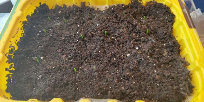 Фотография покупателя товара Семена Лук репчатый "Эксибишен" "Лидер", 0,2 г, - Фото 5