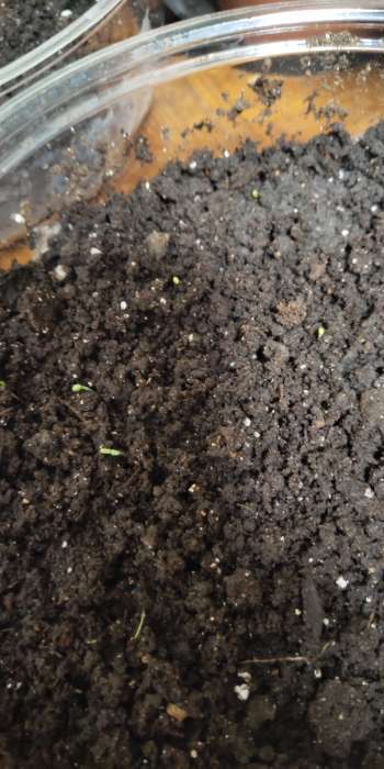 Фотография покупателя товара Семена цветов Глориоза «Рудбекия хирта», 0.2 г - Фото 2