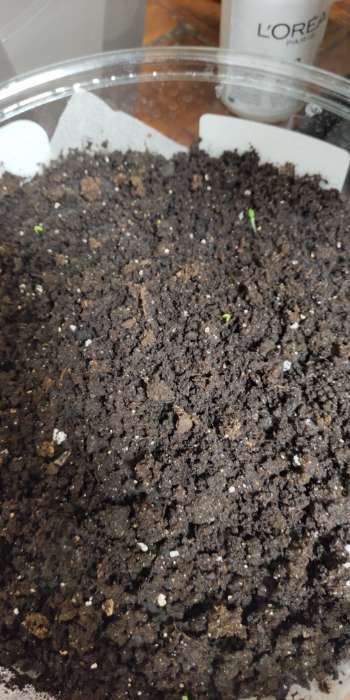 Фотография покупателя товара Семена цветов Рудбекия "Май Джой", 0,2 г - Фото 3