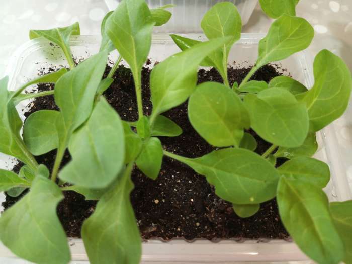 Фотография покупателя товара Семена цветов Петуния "Изи Вейв Бургунди Стар", F1, 5 шт - Фото 2