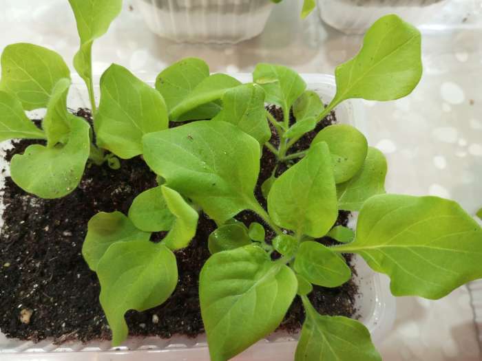 Фотография покупателя товара Семена цветов Петуния "Изи Вейв Рози доун", F1, 5 шт - Фото 4