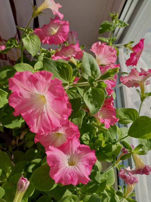 Фотография покупателя товара Семена цветов Петуния "Изи Вейв Рози доун", F1, 5 шт - Фото 2