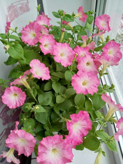 Фотография покупателя товара Семена цветов Петуния "Изи Вейв Рози доун", F1, 5 шт - Фото 3