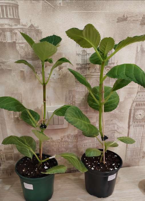 Фотография покупателя товара Семена комнатных цветов Глоксиния Аванти "Смесь", ц/п, F1, 4 шт. - Фото 9