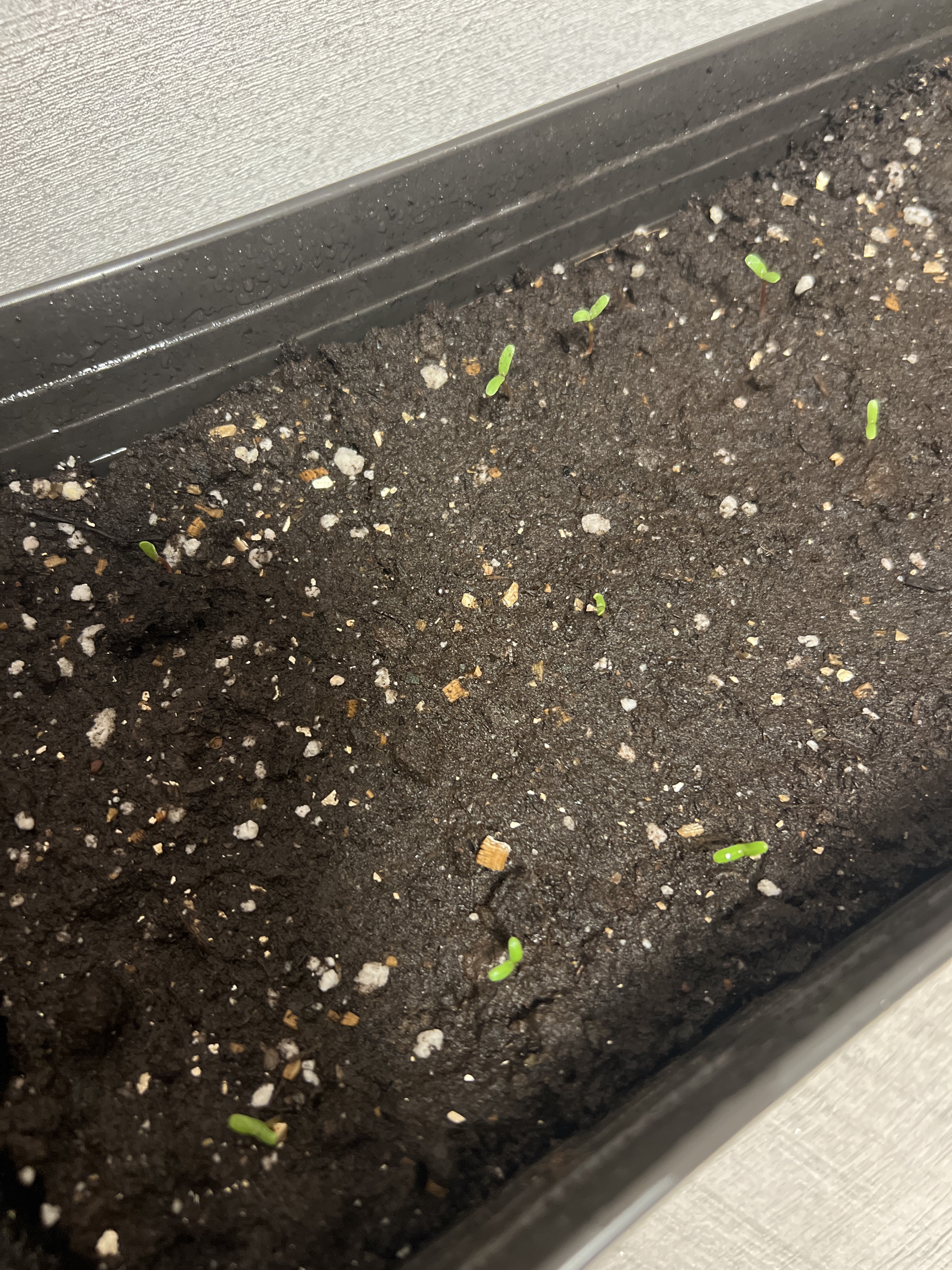 Фотография покупателя товара Семена цветов Бархатцы прямые (Тагетес) "Килиманджаро", ц/п,  F1, 0,05 г - Фото 1