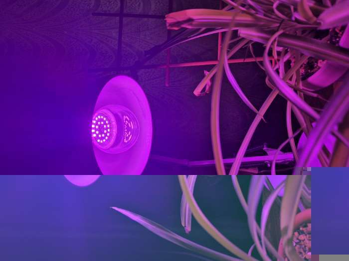 Фотография покупателя товара Фитолампа для растений Luazon Lighting, светодиодная, А60, E27, 12 Вт, IP44, 220 В, 270°, мультиспектральная - Фото 3