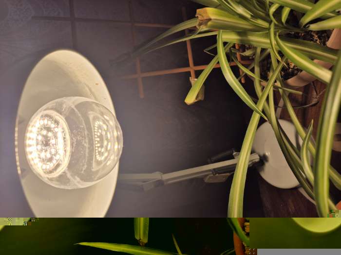 Фотография покупателя товара Фитолампа для растений Luazon Lighting, светодиодная, А60, E27, 12 Вт, IP44, 220 В, 270°, мультиспектральная - Фото 1