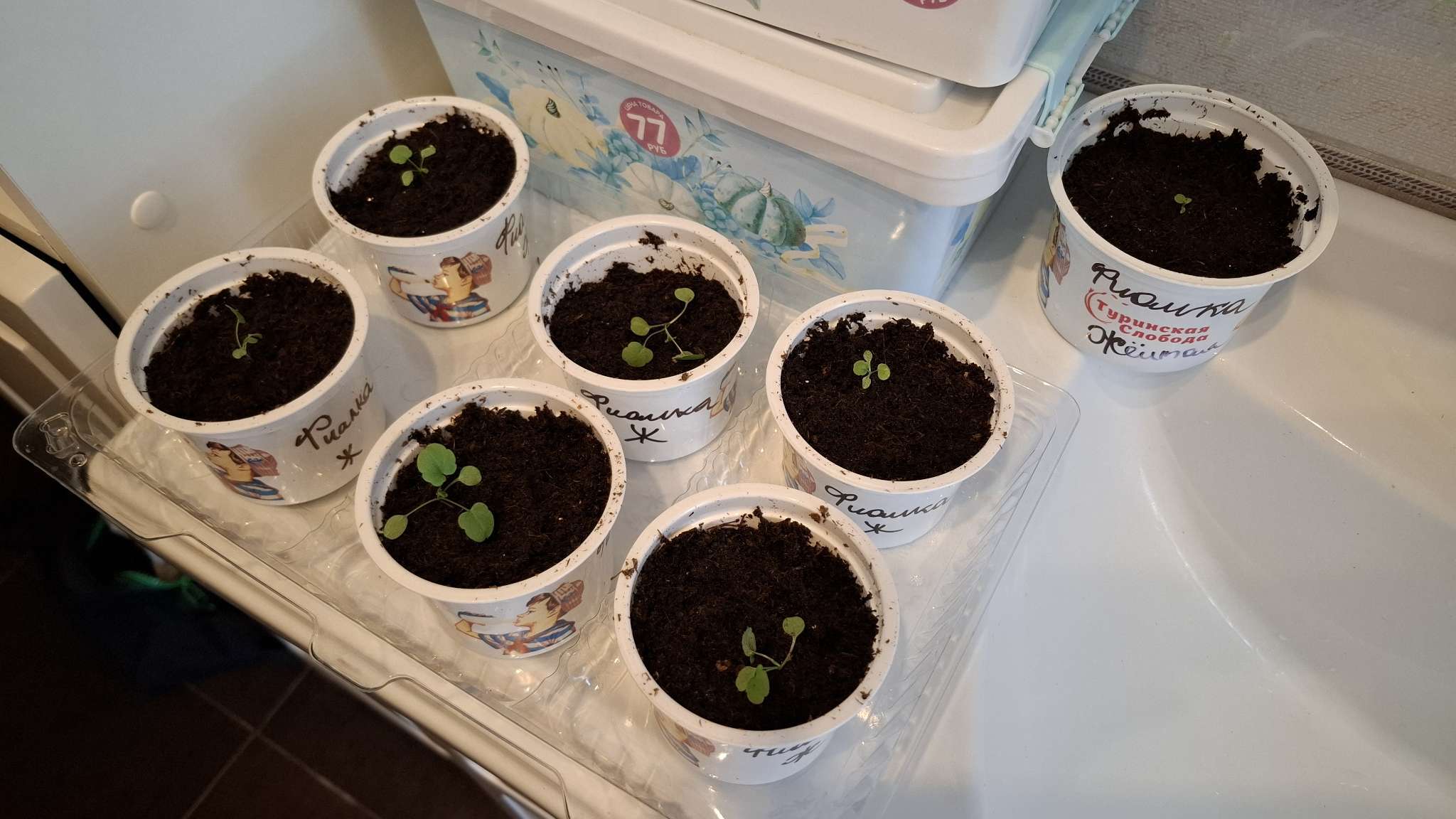 Фотография покупателя товара Семена цветов Фиалка "Флорал Пауэр Крим Еллоу Лип", 10 шт