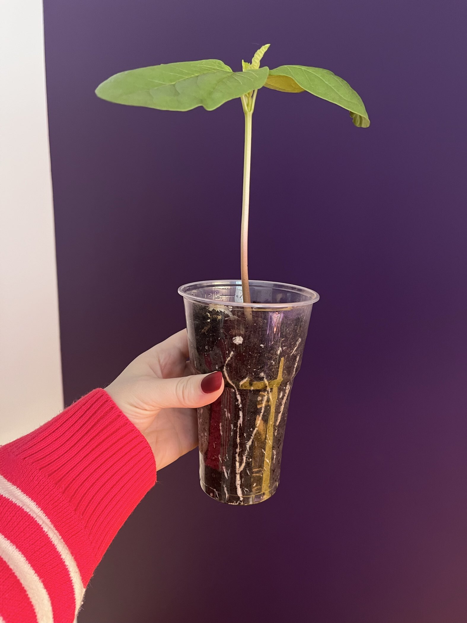 Фотография покупателя товара Семена цветов Клещевина «Остров Красный», 5 шт., «Гавриш» - Фото 1