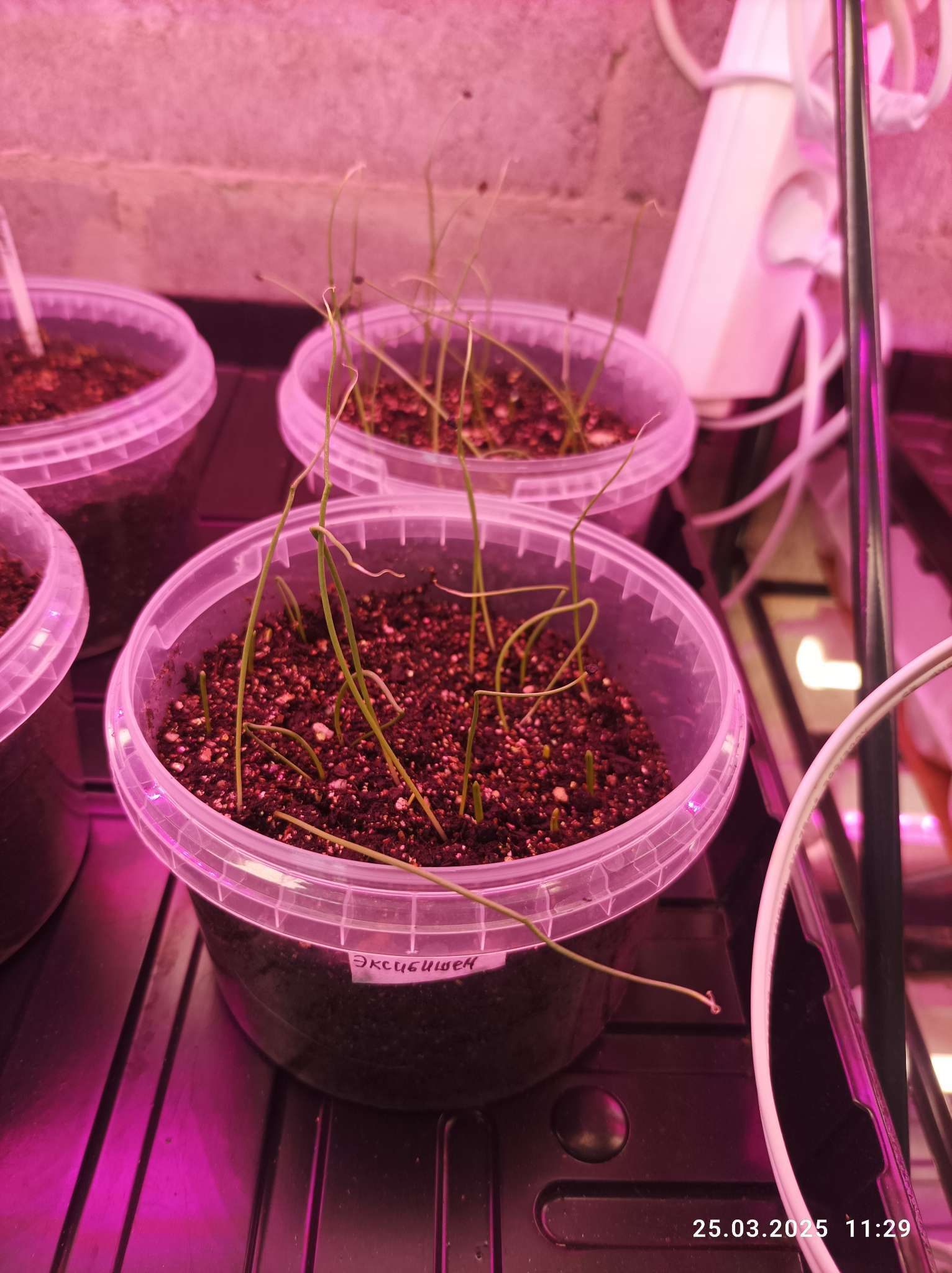 Фотография покупателя товара Семена Лук репчатый (Голландия) "Эксибишен", ц/п,   0,2 г - Фото 2