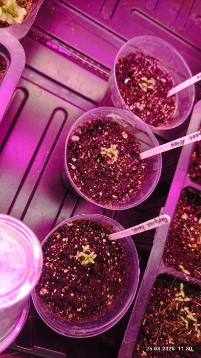 Фотография покупателя товара Семена цветов Портулак "Хэппи Аур" F1 Пепперминт, ц/п, 4 шт. - Фото 1