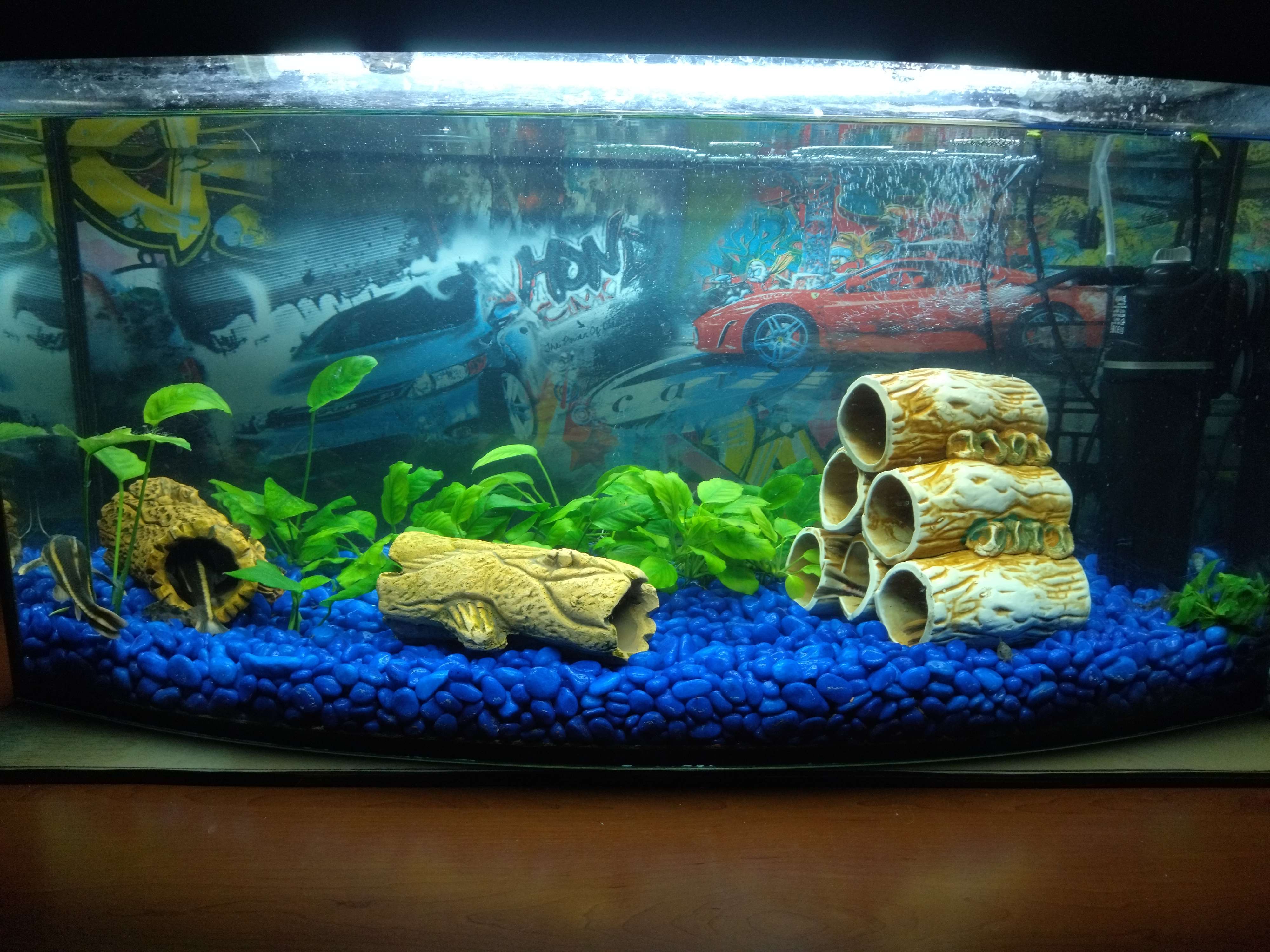 Фотография покупателя товара Грунт для аквариума "Галька цветная,  темно-синяя" 800г фр 8-12 мм - Фото 1