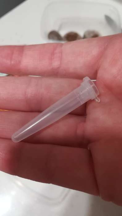 Фотография покупателя товара Семена цветов Бегония "Огненный фонтан", ц/п,  F1, серия Русский богатырь, гранулы, 4 шт - Фото 7