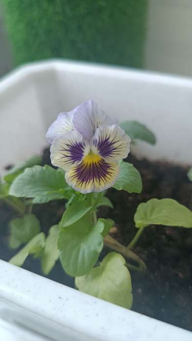 Фотография покупателя товара Семена Виола "Махровое кружево", ц/п,  триколор, F1, 4 шт - Фото 1