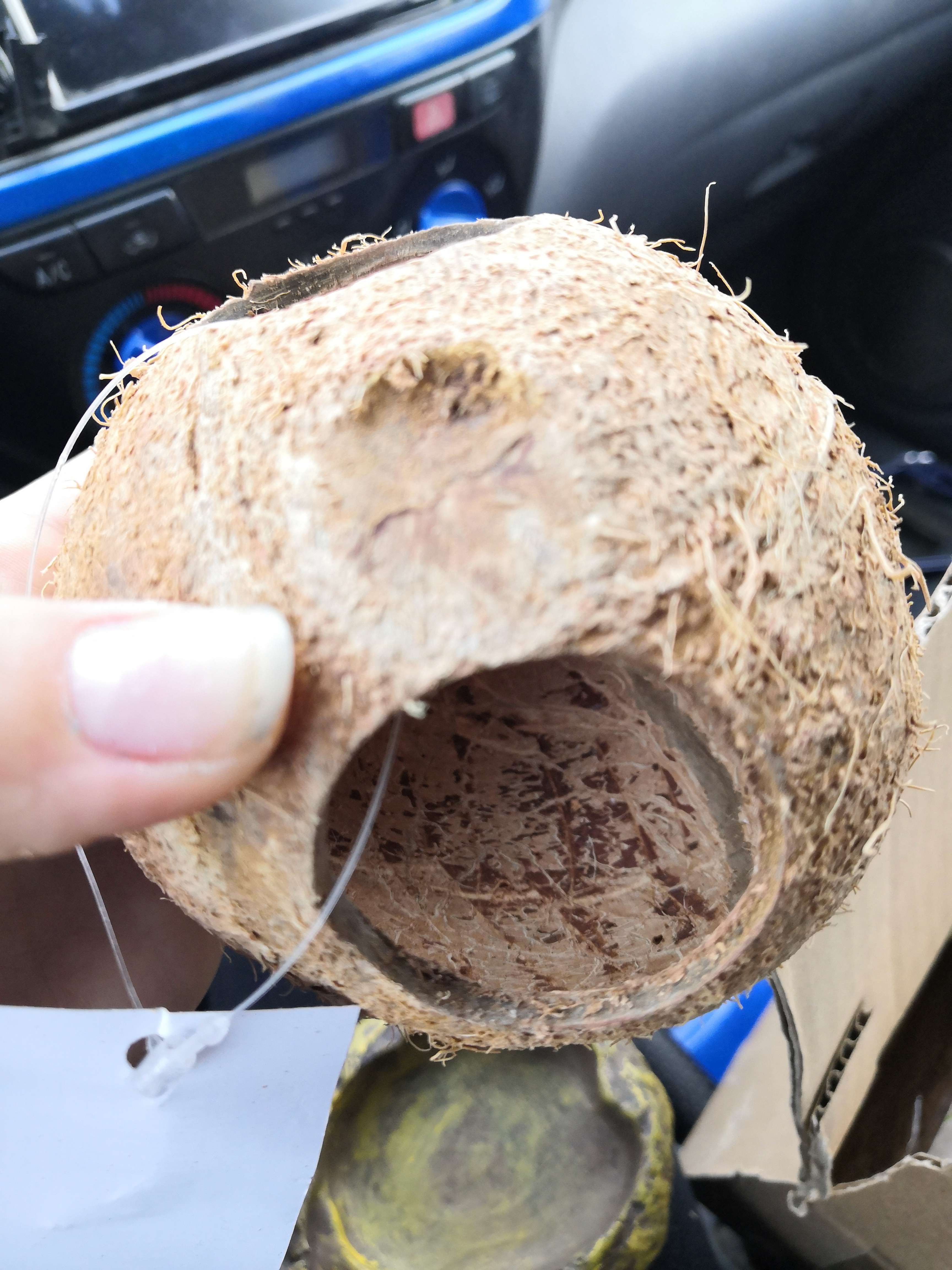Фотография покупателя товара Скорлупа кокосовая целая для рептилий и грызунов, L - Фото 3