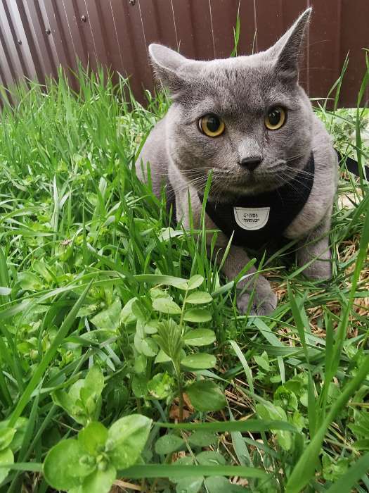 Фотография покупателя товара Шлейка дышащая с поводком и светоотражающей нашивкой, M, ОШ 33, ОГ 32-43, красная - Фото 3