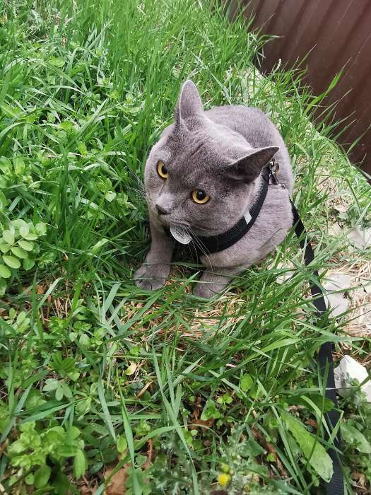 Фотография покупателя товара Шлейка дышащая с поводком и светоотражающей нашивкой, M, ОШ 33, ОГ 32-43, красная - Фото 4