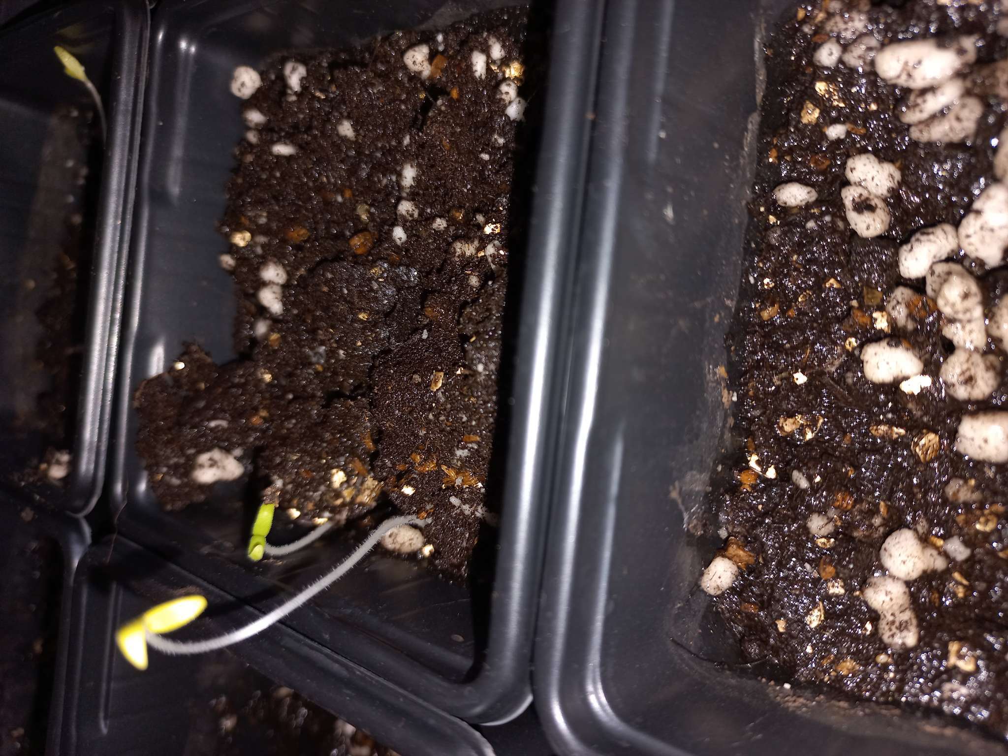 Фотография покупателя товара Семена Томат балконный «Жемчужина оранжевая», 0.05 г - Фото 2