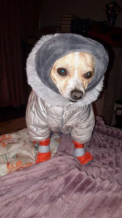 Фотография покупателя товара Капор Osso для собак зимний, размер S (длина 23, диаметр 26-36), серый - Фото 1