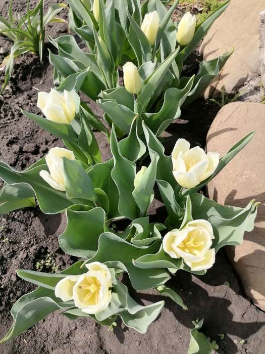 Фотография покупателя товара Тюльпан простой ранний Кэнди Принц, р-р 11/12, 5 шт, Весна 2025 - Фото 14