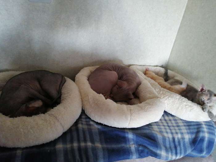 Фотография покупателя товара Лежанка для собак и кошек «Уют», мягкий мех, 45 х 35 х 11 см, молочный