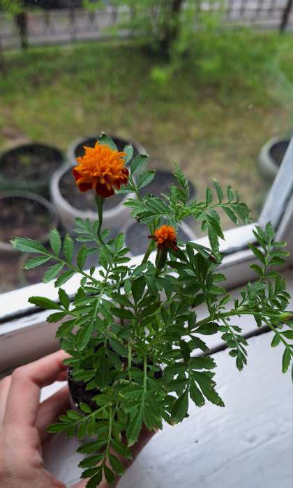 Фотография покупателя товара Семена цветов Бархатцы отклоненные "Русти Ред", ц/п,  0,3 г - Фото 1