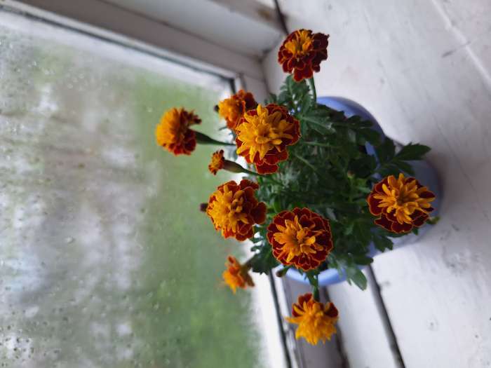 Фотография покупателя товара Семена цветов Бархатцы отклоненные "Русти Ред", ц/п,  0,3 г - Фото 2