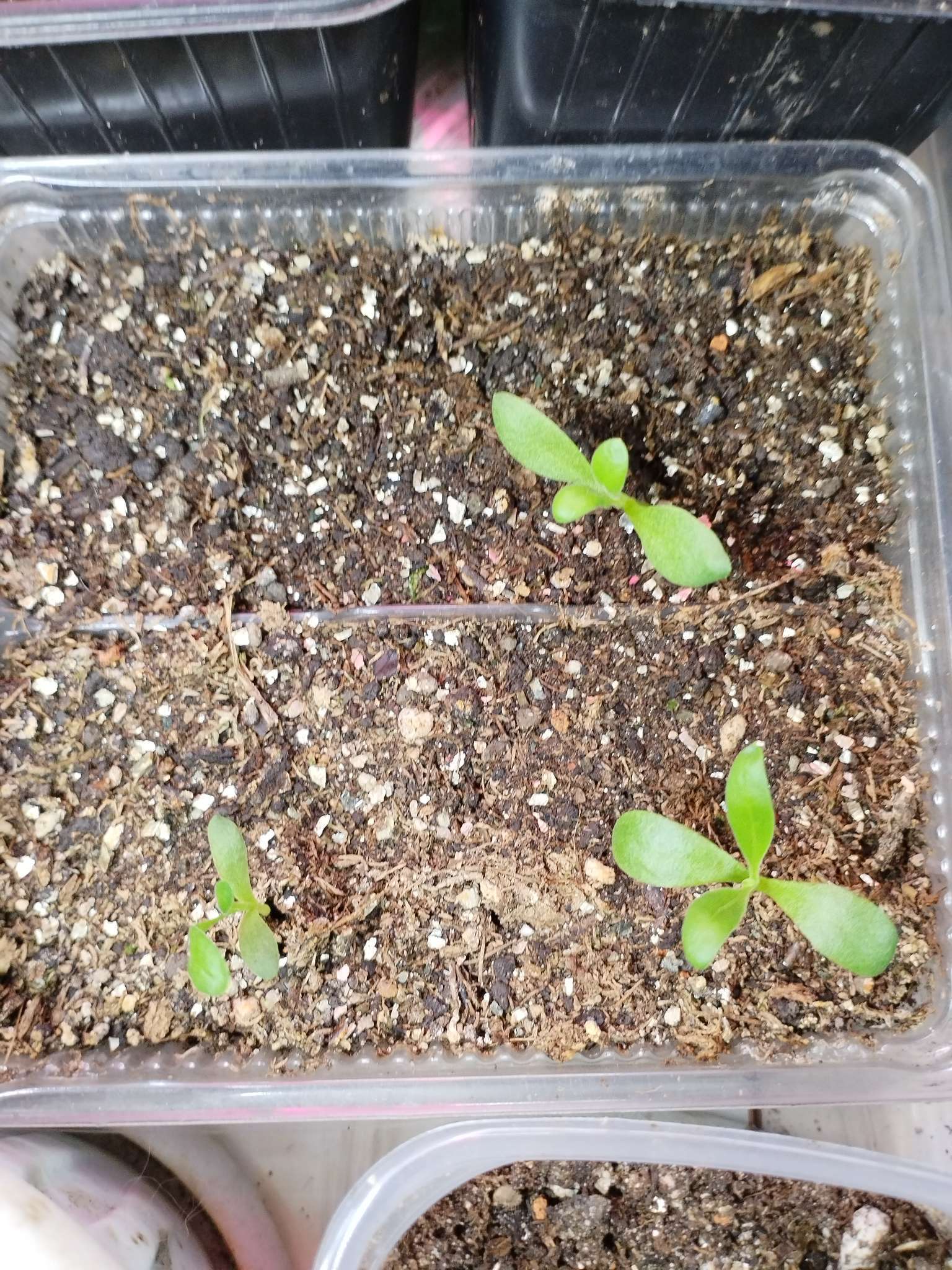 Фотография покупателя товара Семена Остеоспермум "Небо и Лед", ц/п,  0,1 гр. - Фото 1