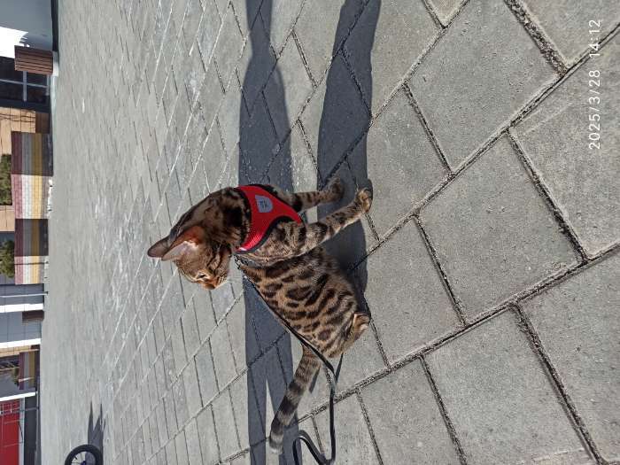 Фотография покупателя товара Шлейка дышащая с поводком и светоотражающей нашивкой, M, ОШ 33, ОГ 32-43, красная - Фото 2