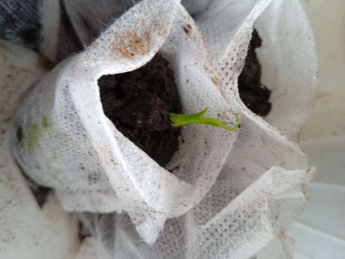 Фотография покупателя товара Семена комнатных цветов нолина «Бутылочное дерево», 3 шт. - Фото 2