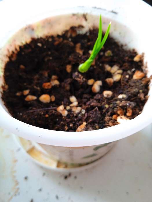 Фотография покупателя товара Семена комнатных цветов нолина «Бутылочное дерево», 3 шт. - Фото 3