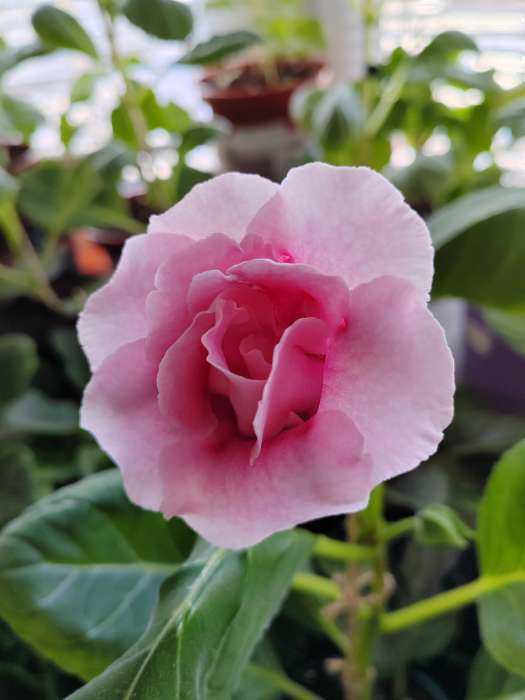 Фотография покупателя товара Семена комнатных цветов Глоксиния «Махровая смесь», F1, «Агроуспех», 5 шт. - Фото 4