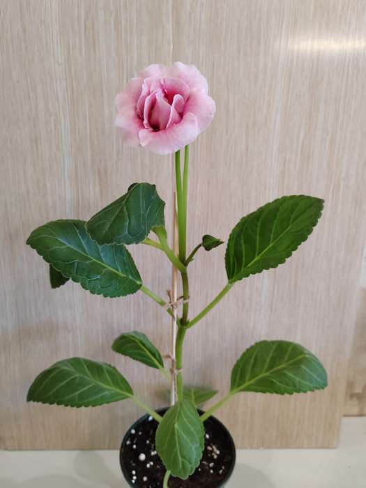 Фотография покупателя товара Семена комнатных цветов Глоксиния «Махровая смесь», F1, «Агроуспех», 5 шт. - Фото 5