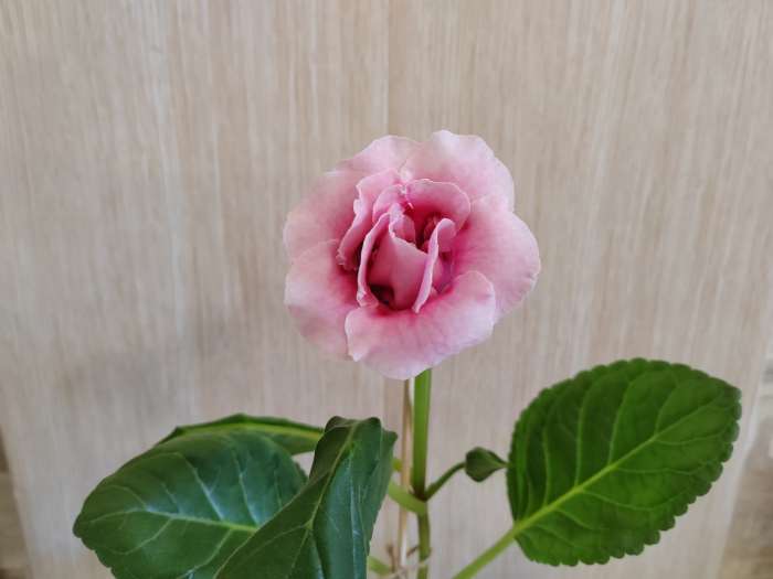 Фотография покупателя товара Семена комнатных цветов Глоксиния «Махровая смесь», F1, «Агроуспех», 5 шт. - Фото 3